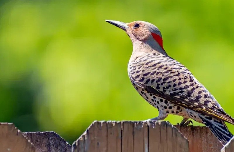 Bird Removal Service