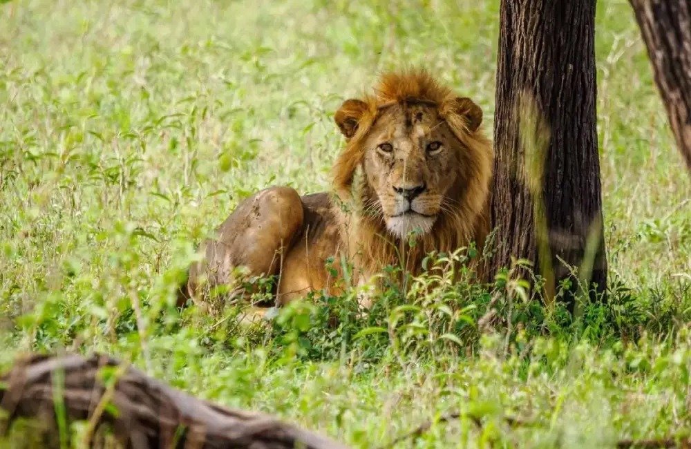 African Safari Tanzania